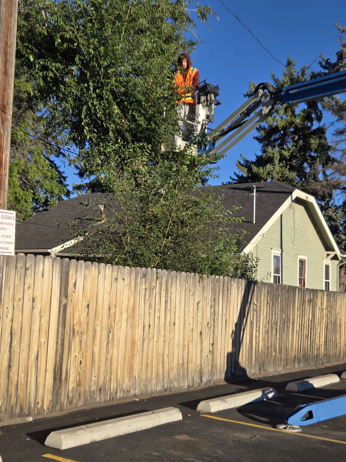 Tree Removal 1